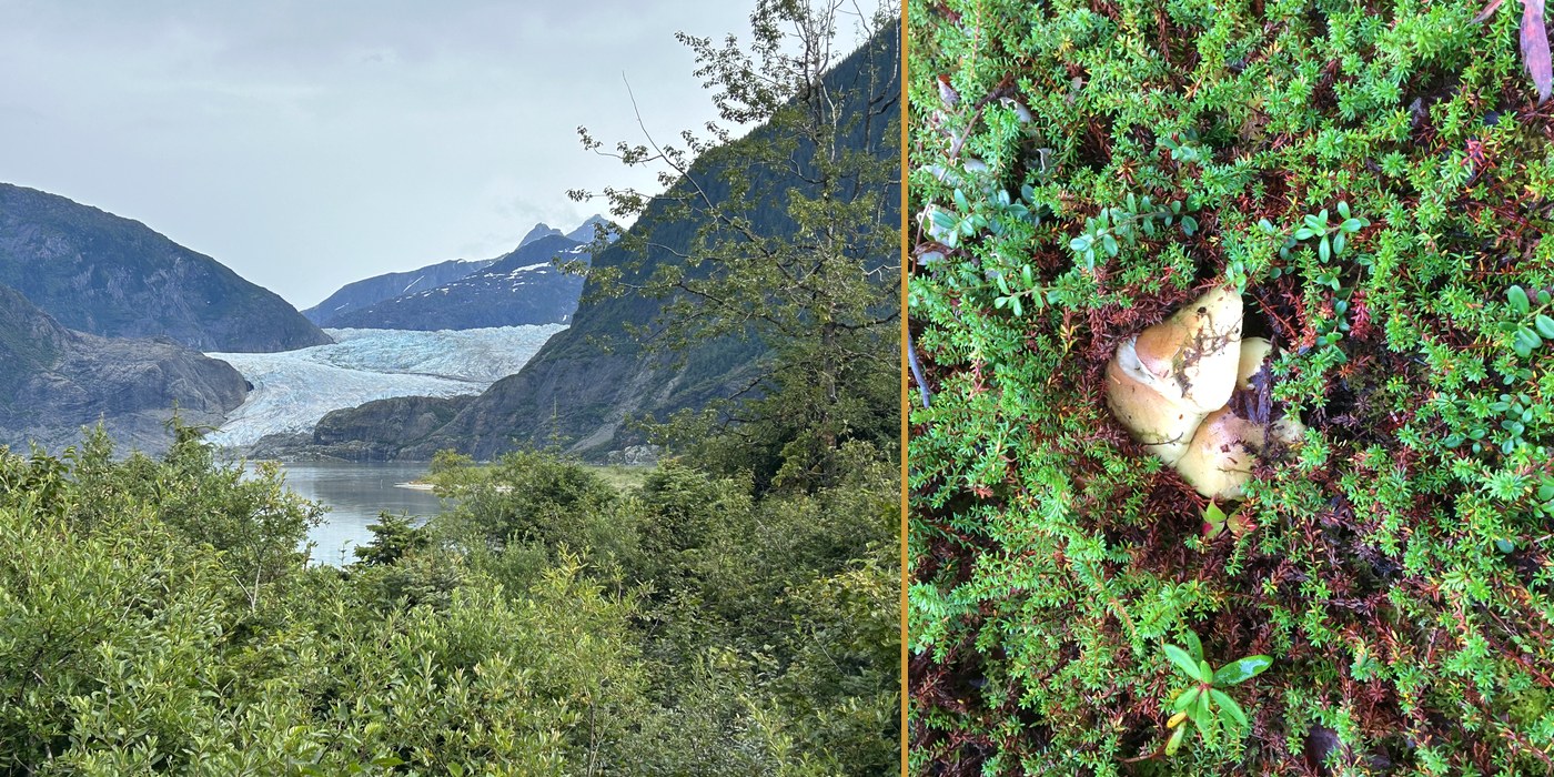 Glacier country and king boletes in the tundra moss, Kenai Peninsula, Alaska