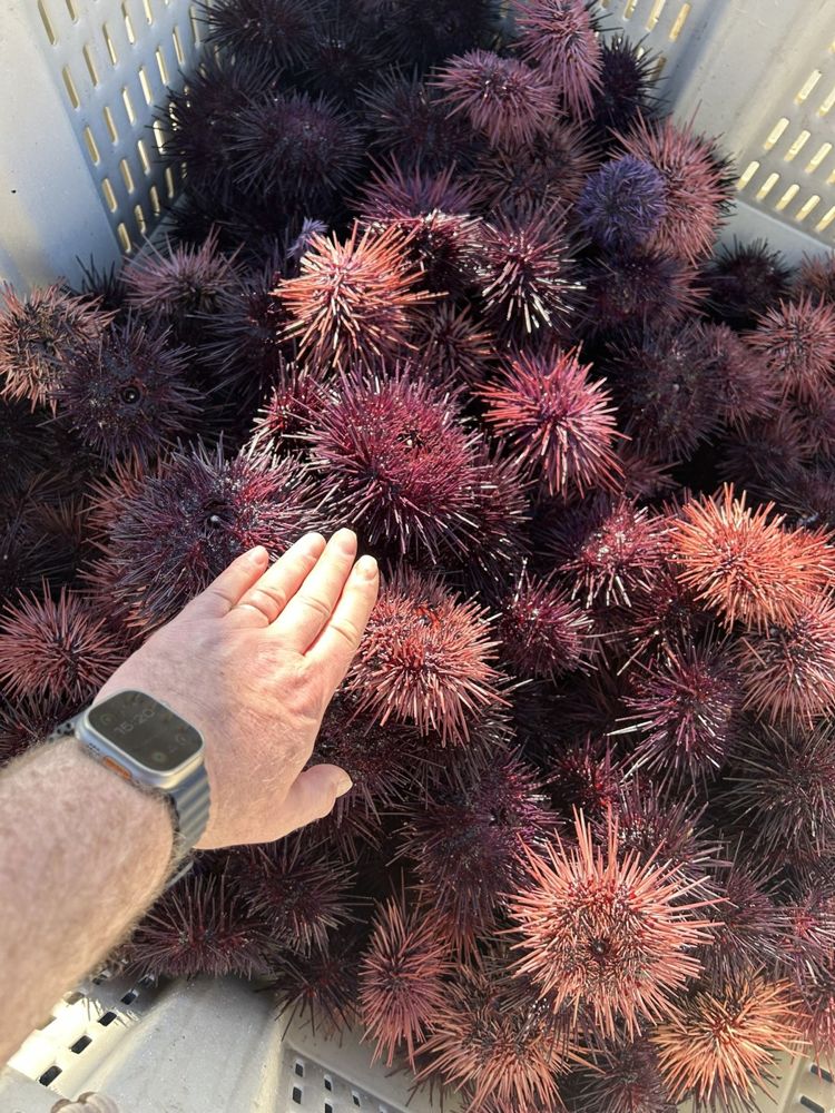Purple sea urchins from the tidepools