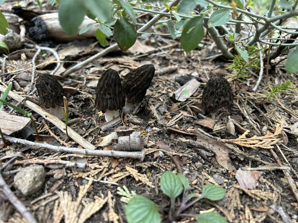 Morels rising from the forest floor