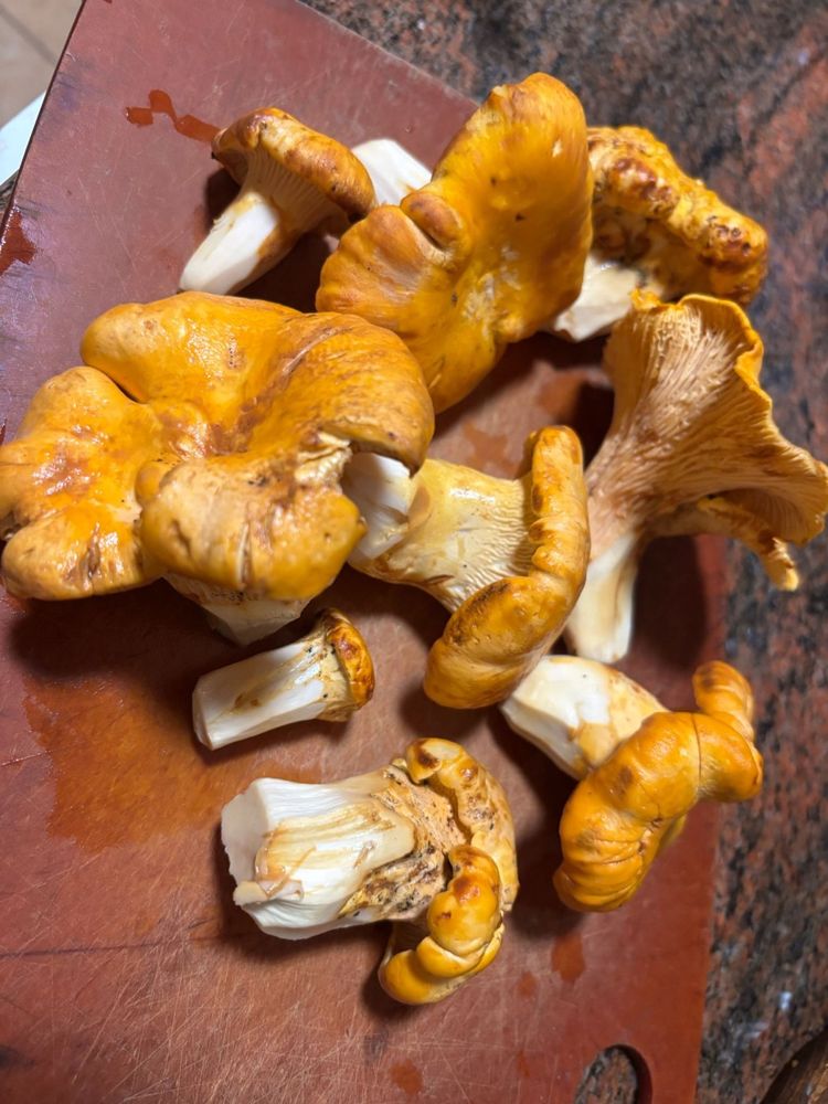 Golden chanterelles