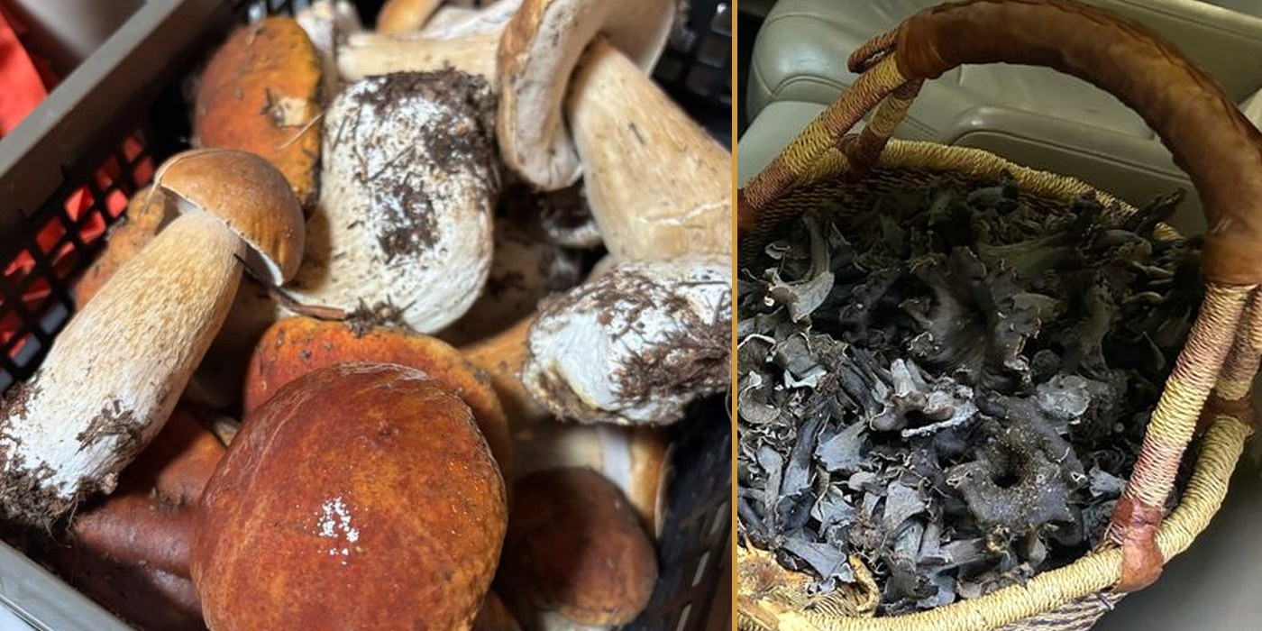 A crate of fresh cèpes and a basket of black trumpets from an autumn foray in southwest France