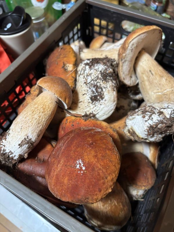 A crate of king boletes