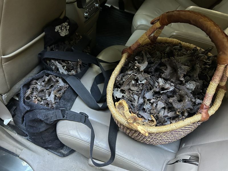 A basket of black trumpets