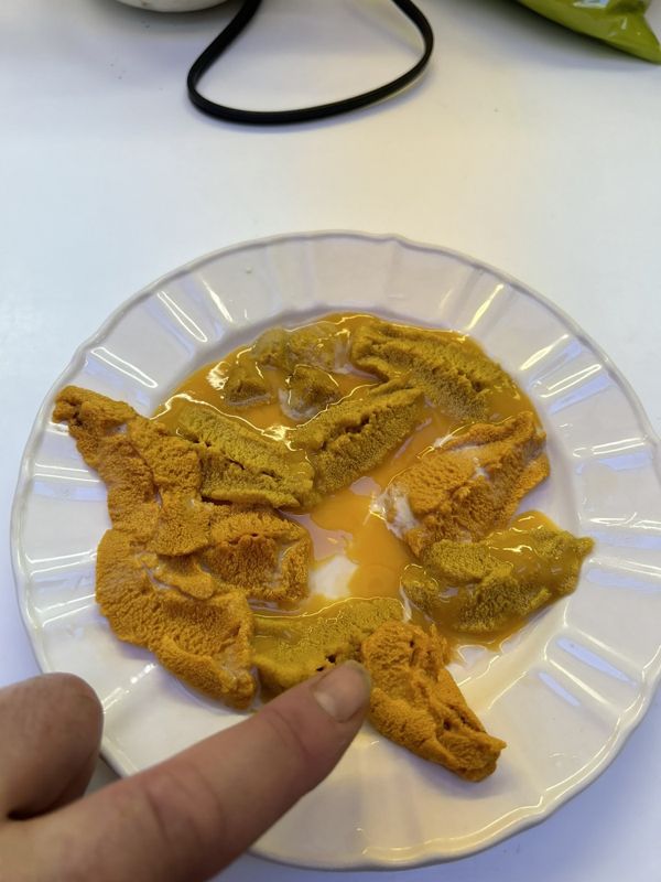 Fresh uni on a plate