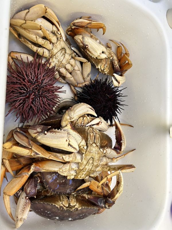 Dungeness crab and sea urchin haul
