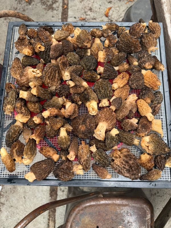 A tray of morels