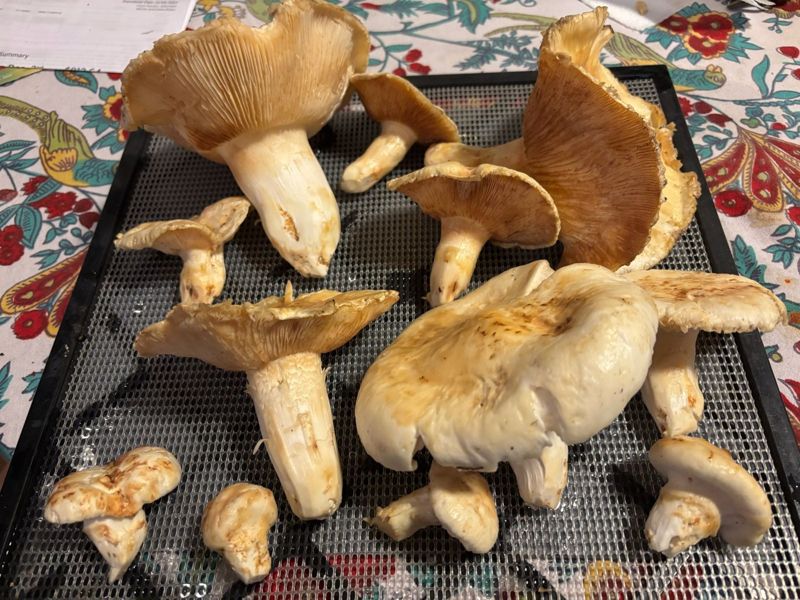 Matsutake harvest